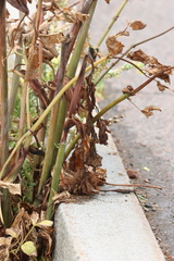 Angelica archangelica litoralis