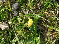 Oxalis perennans