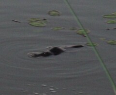 Ornithorhynchus anatinus