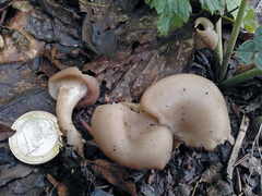 Singerocybe phaeophthalma