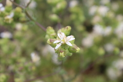 Moscharia pinnatifida