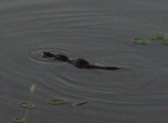 Ornithorhynchus anatinus