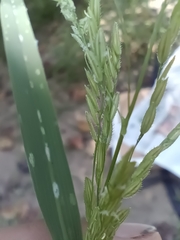 Leersia