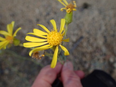 Senecio flaccidus