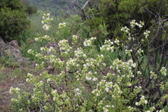 Moscharia pinnatifida