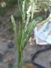 Leersia