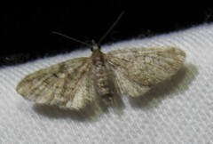 Eupithecia palpata