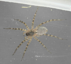 Pardosa mercurialis