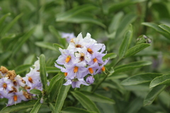 Solanum crispum