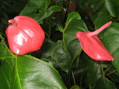 Anthurium andraeanum