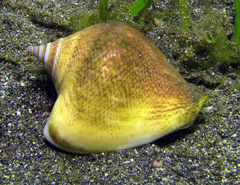 Laevistrombus canarium