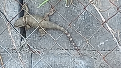 Sceloporus torquatus