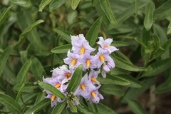 Solanum crispum