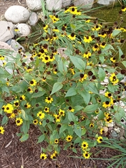 Rudbeckia triloba