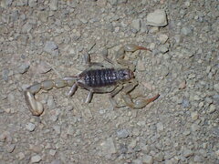 Paruroctonus silvestrii