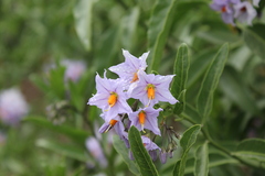 Solanum crispum