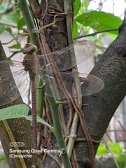 Gynacantha