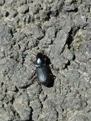 Harpalus rufipes
