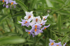 Solanum crispum