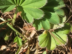 Alchemilla mollis