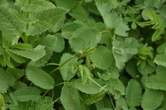 Sanguisorba
