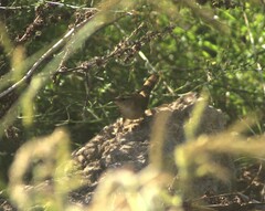 Troglodytes hiemalis