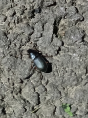 Harpalus rufipes