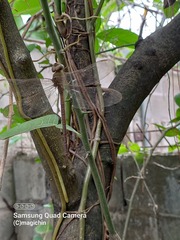 Gynacantha