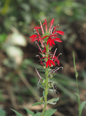 Lobelia cardinalis — photo 2