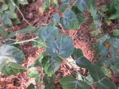 Rubus corchorifolius