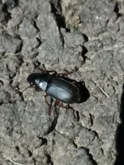 Harpalus rufipes