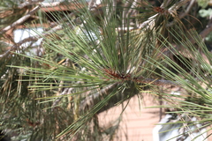 Pinus jeffreyi