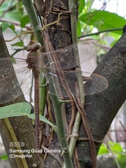 Gynacantha