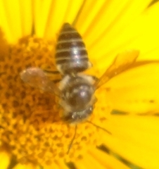 Megachile petulans