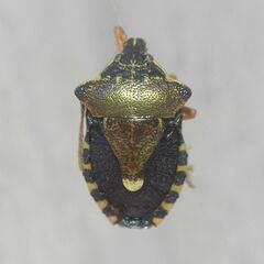 Pinthaeus sanguinipes