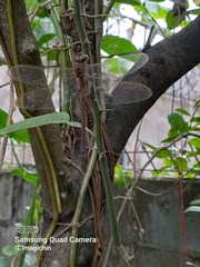 Gynacantha