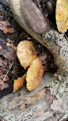 Suillus americanus