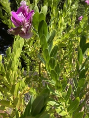 Polygala