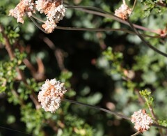 Eriogonum nudum