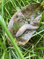 Krynickillus melanocephalus