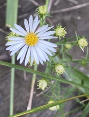 Symphyotrichum lateriflorum