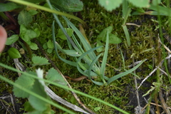 Poa alpina