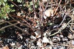 Eriogonum nudum