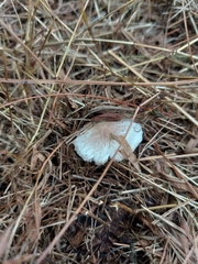 Lepiota atrodisca