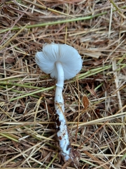 Lepiota atrodisca