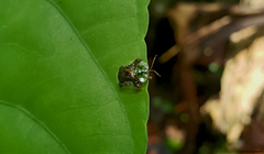 Helocassis testudinaria