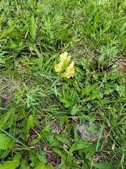 Linaria vulgaris