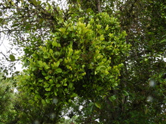 Phoradendron undulatum