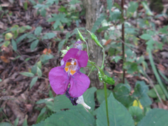 Impatiens textorii