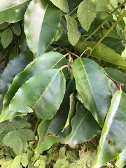 Prunus lusitanica